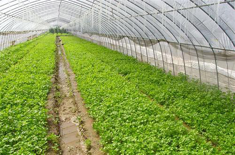 The transparency of the PO film in the Shuaifeng fruit greenhouse is good, and the agricultural film has a long service life