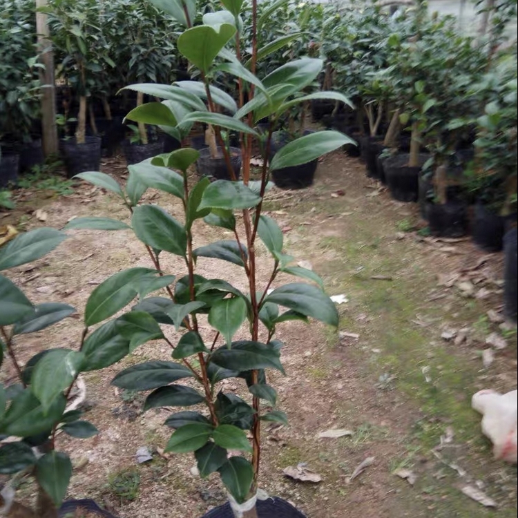 Wholesale of fragrant camellia seedlings and fragrant camellia in a hundred mu planting base