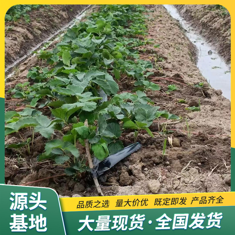 Snow White Strawberry Seedling Orchard Planting Source Manufacturer Watering Sterilization Lufeng Gardening