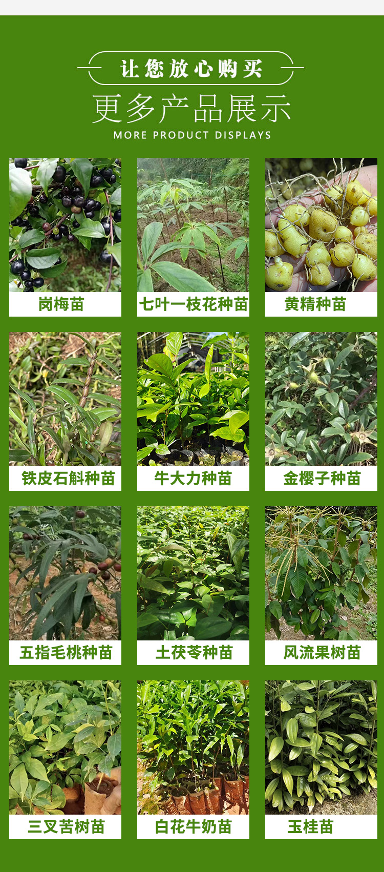 Wholesale survival rate of plum seedlings directly supplied by the base is high, and various specifications are troublesome to guide planting