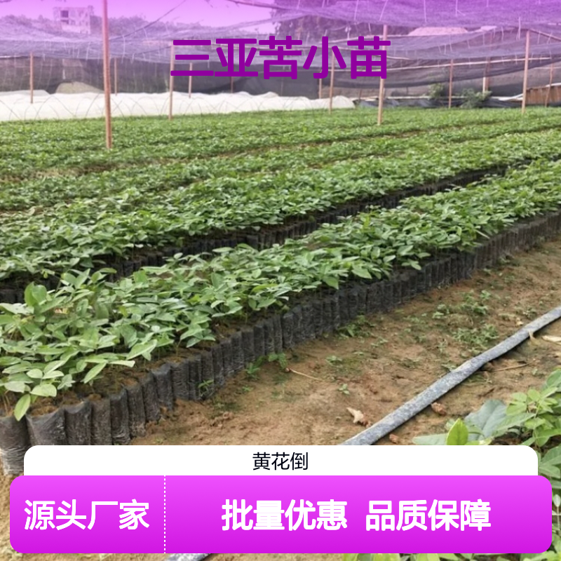 三叉苦小苗 园林植物优选 生长缓慢 适应力强 枝叶清香