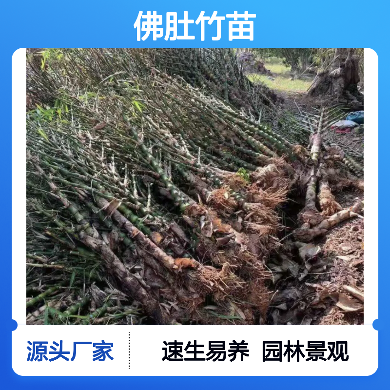 佛肚竹苗基地直供 优质佛肚竹种植区 速生易养