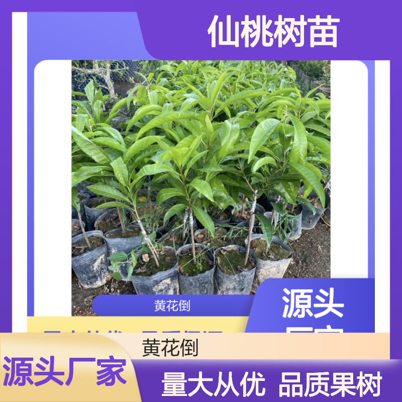 耀堂仙桃树苗 嫁接苗 果大味甜 营养丰富 改良品种