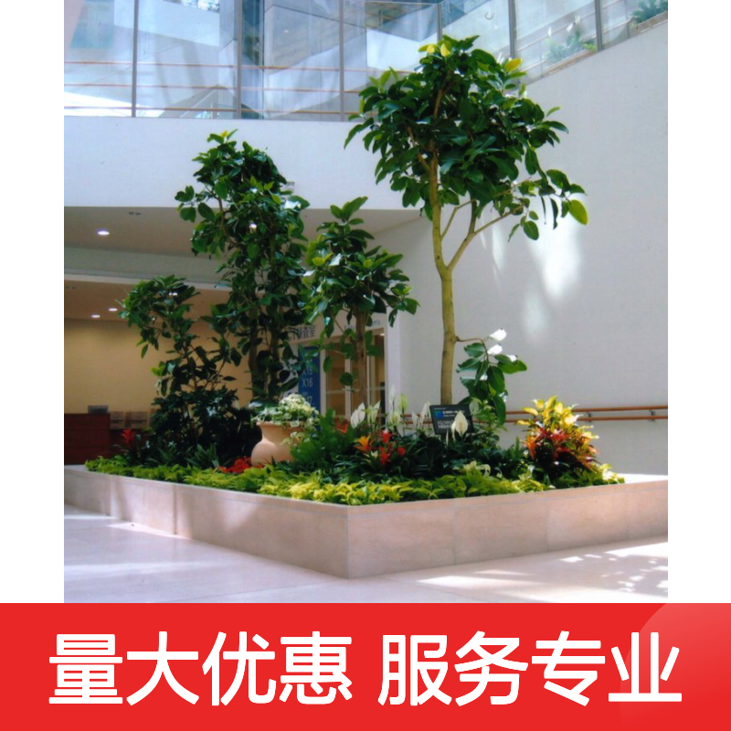 南韵竹风植物租摆服务 绿化工程专家 品种多样
