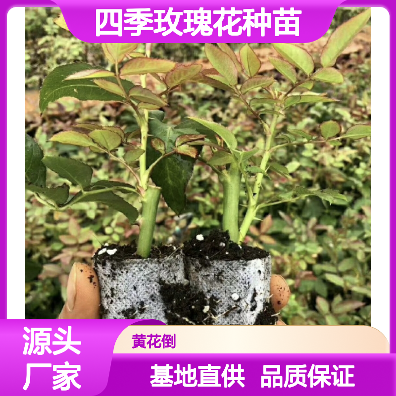 四季玫瑰种植基地 优质种苗批发 多次开花 香气浓郁