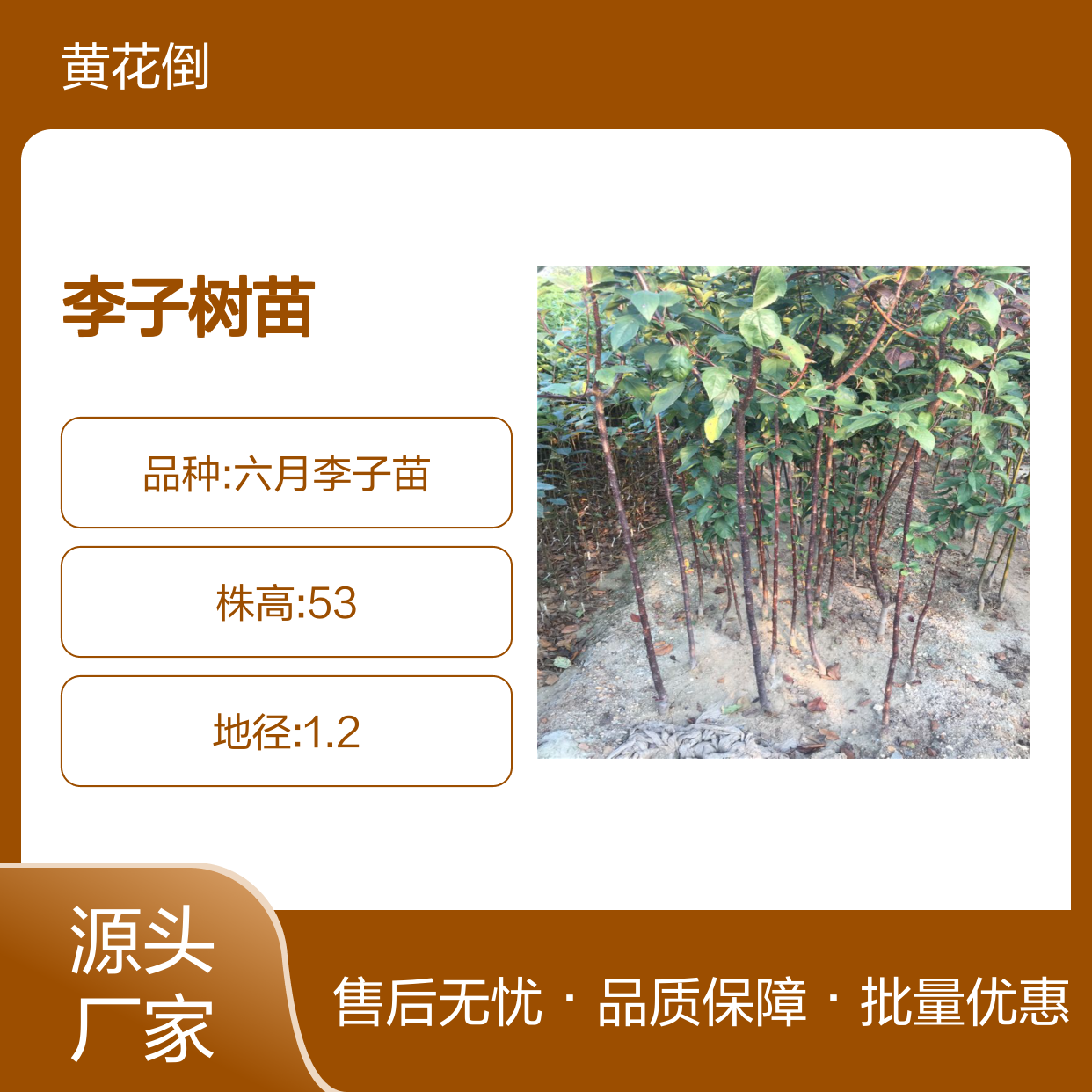 李子树苗 嫁接保养指导 果园优选 管理简便 适应性强