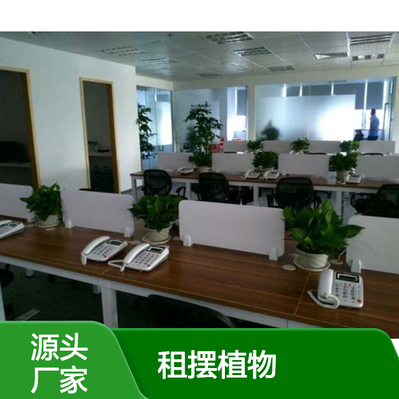 租摆植物优选南韵竹风,成活率高 品种多样 服务周到