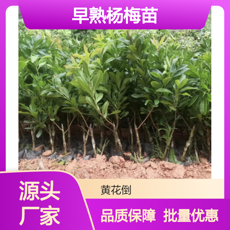 早熟杨梅苗 批发种植优选 丰产稳产 适应性强 肉质细软