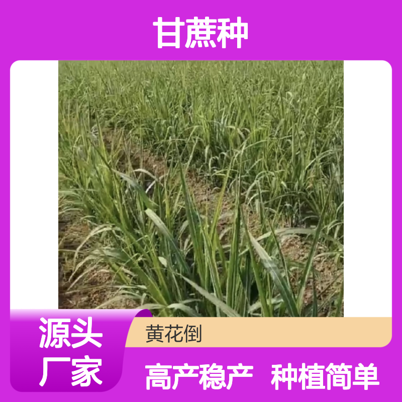 甘蔗种 荒山农田种植 抗旱高产 管理简单 适应性强