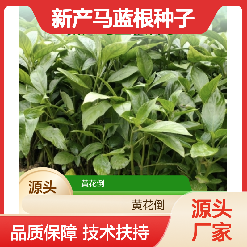 新产马蓝根种子 农户直供 种植技术指导 品质保证