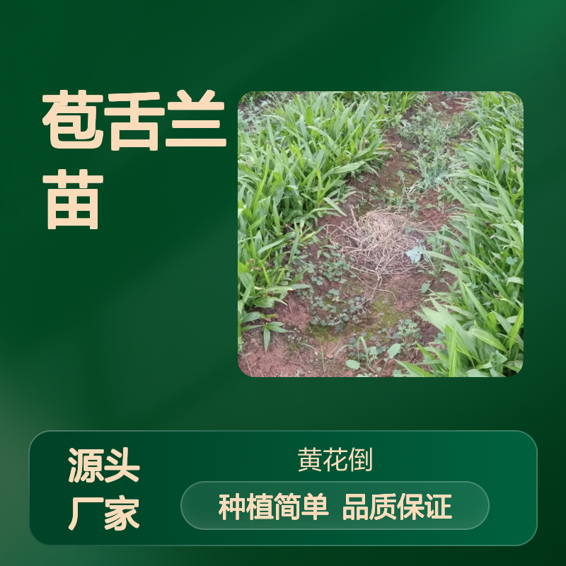苞舌兰苗批发 种植区直供 园林优选 土壤适宜 美观实用