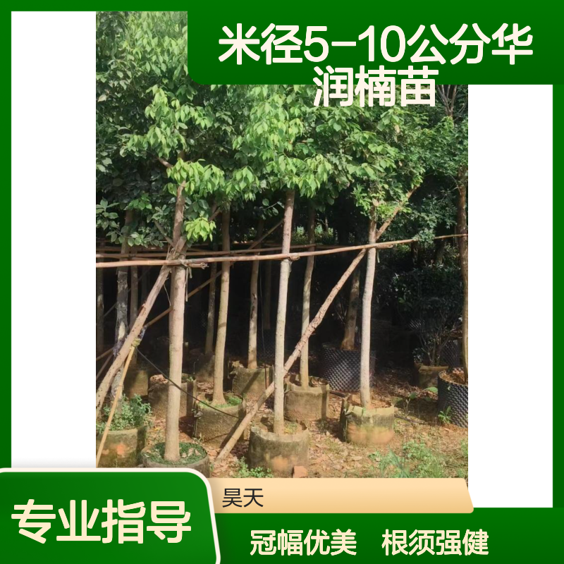 米径5-10公分华润楠苗木 H4米润楠袋苗 根须发达冠幅匀称