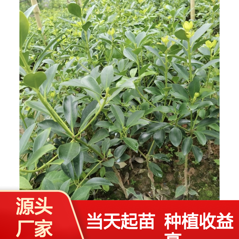 当天起苗当天发古龙大红八角直生苗 种植收益好 荒山农田均可种植