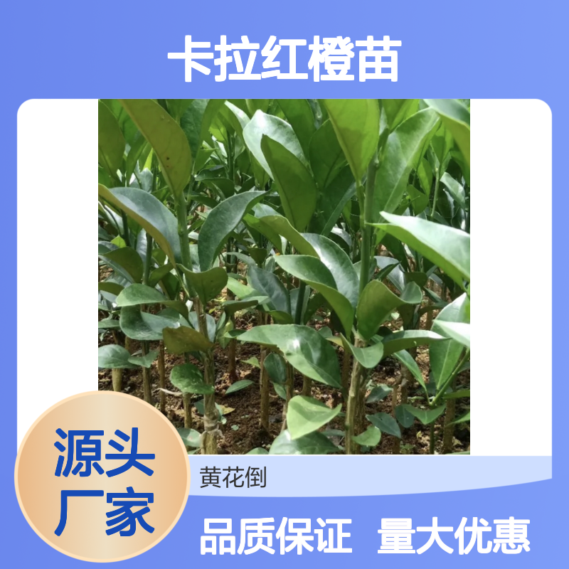 卡拉红橙苗基地直供 优质脐橙苗批发 鲜食佳选