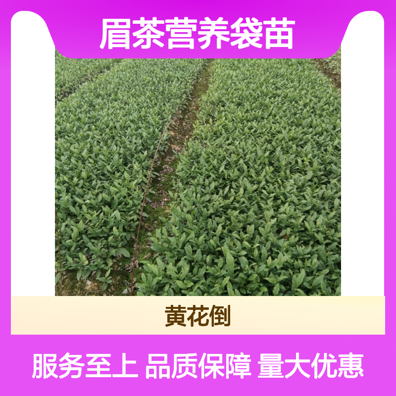 金骏眉茶营养袋苗 产地直供 全国送货 种植悠久