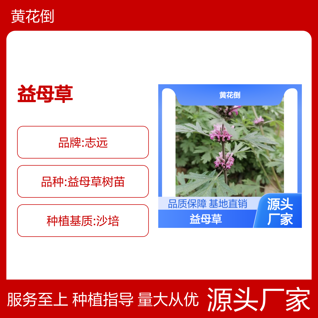 益母草种苗批发 种植技术领先 售后周到 适应性强