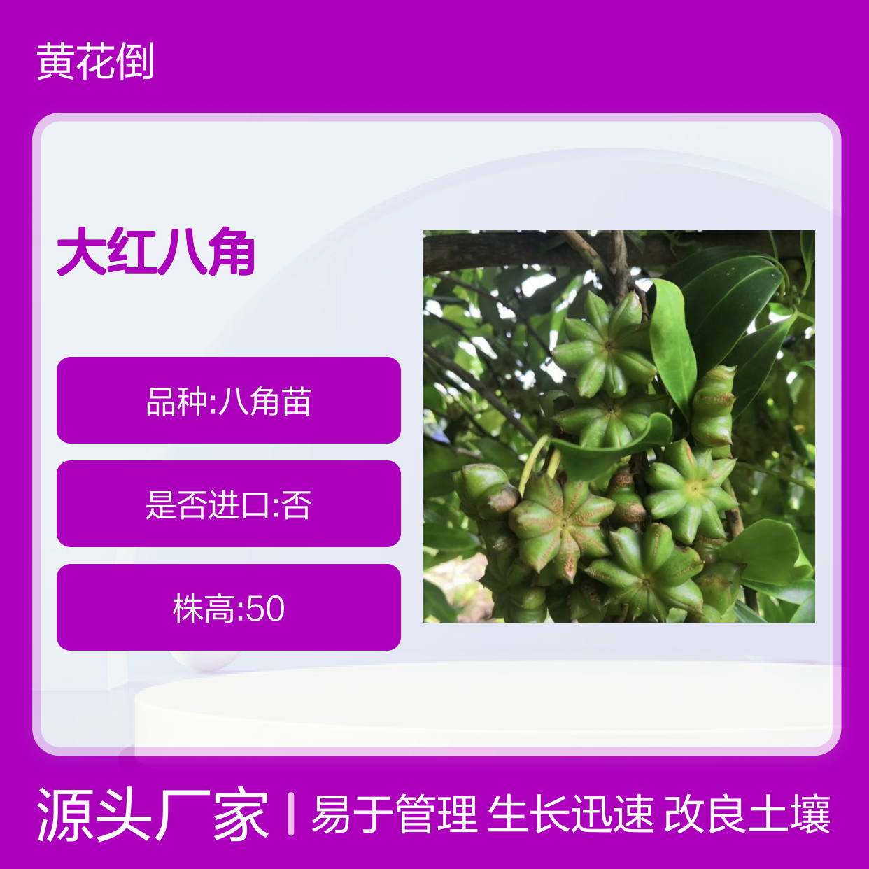 古龙大红八角实生苗 苗圃直供品质保证 技术分享