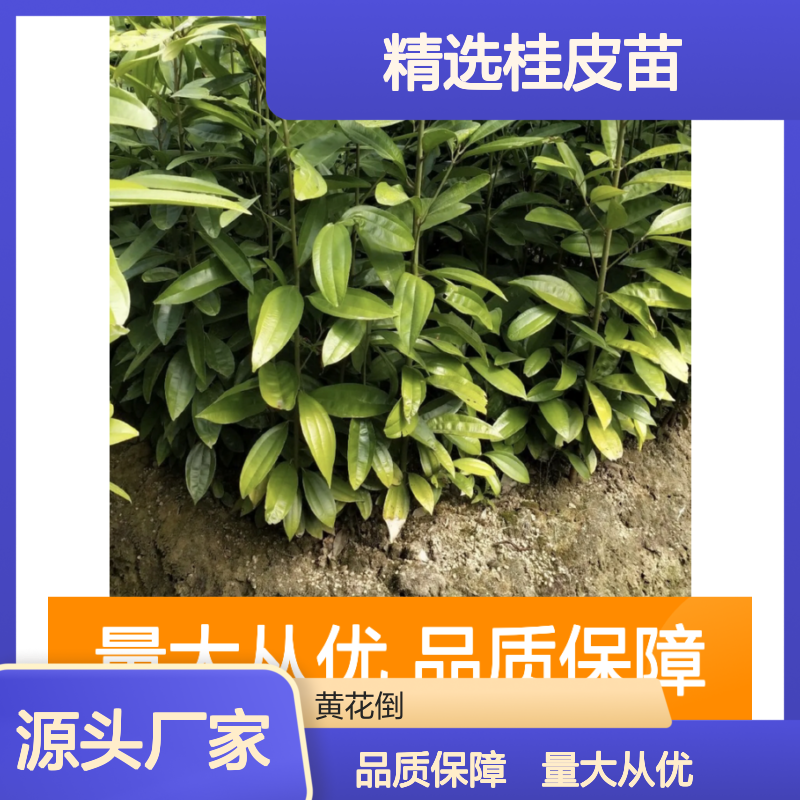 桂皮种植专区 精选桂皮苗 大量供应高成活率 生长迅速