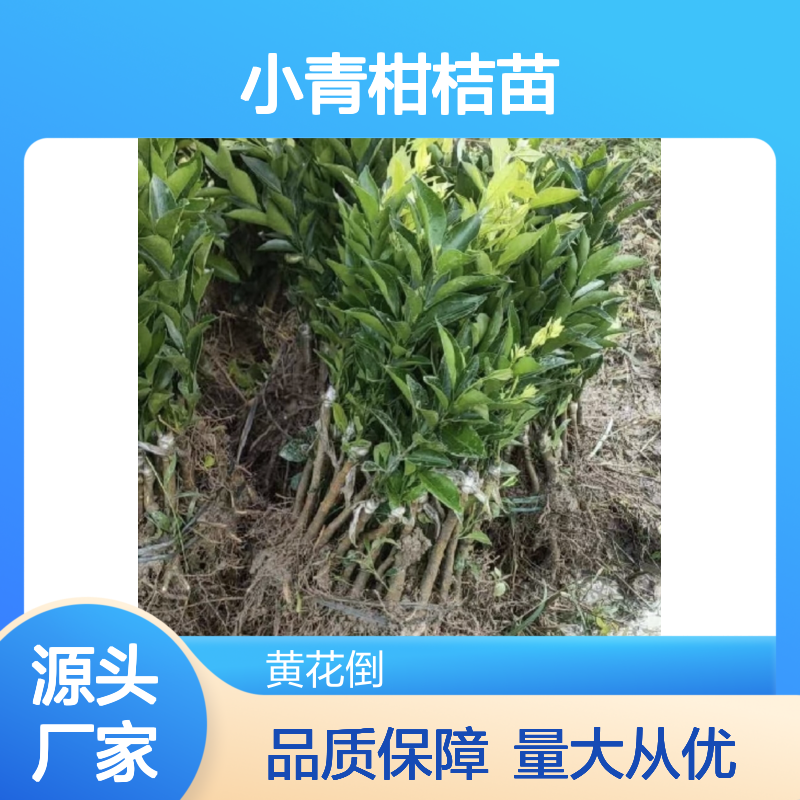 小青柑桔苗 批发主产区优质果树苗 生态种植 自然成熟