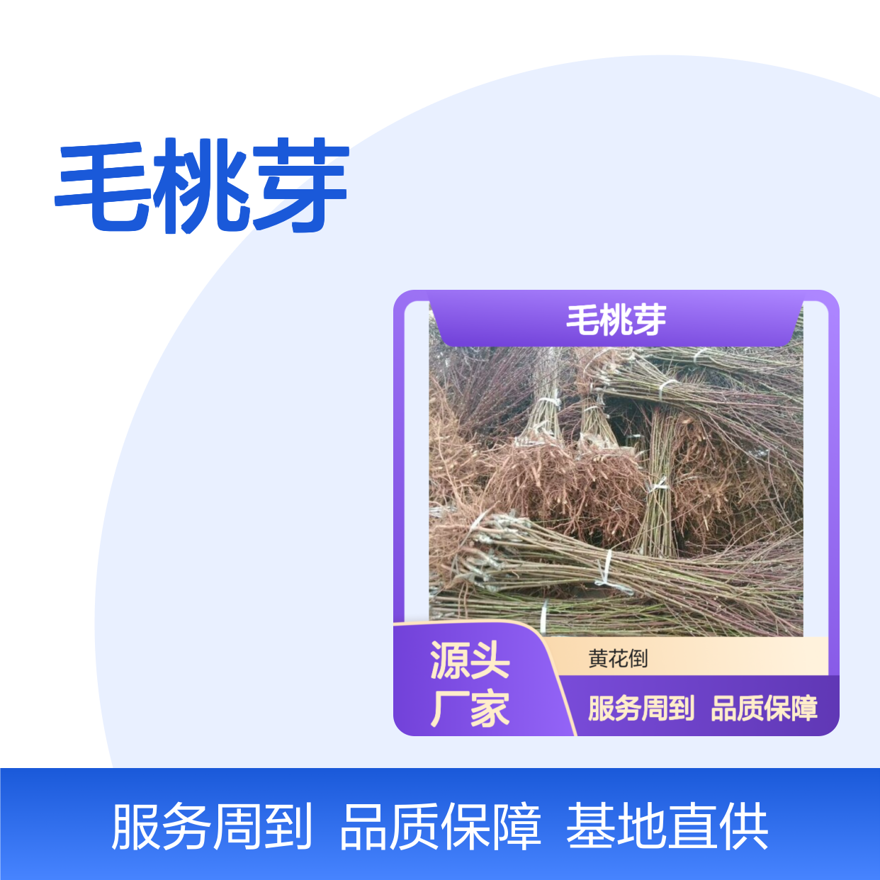 毛桃芽供应 免费提供种植技术 生长快速 嫁接成活高