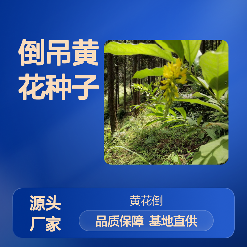 倒吊黄花种子 批发种植基地直供 繁殖力强 生长迅速