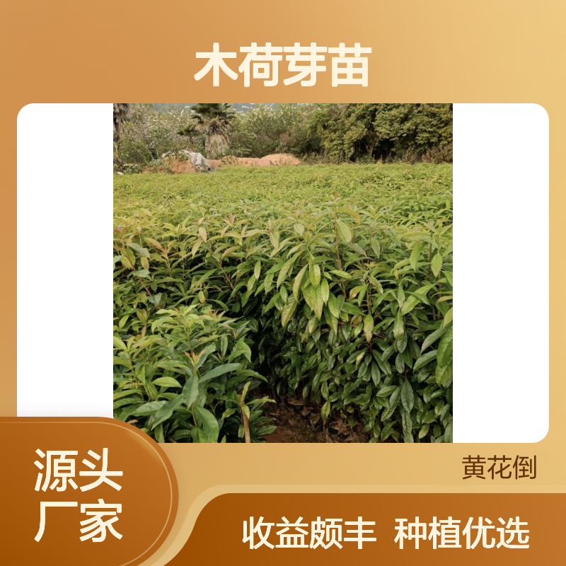 农户直供木荷芽苗 种植收益好 荒山农田均可种植