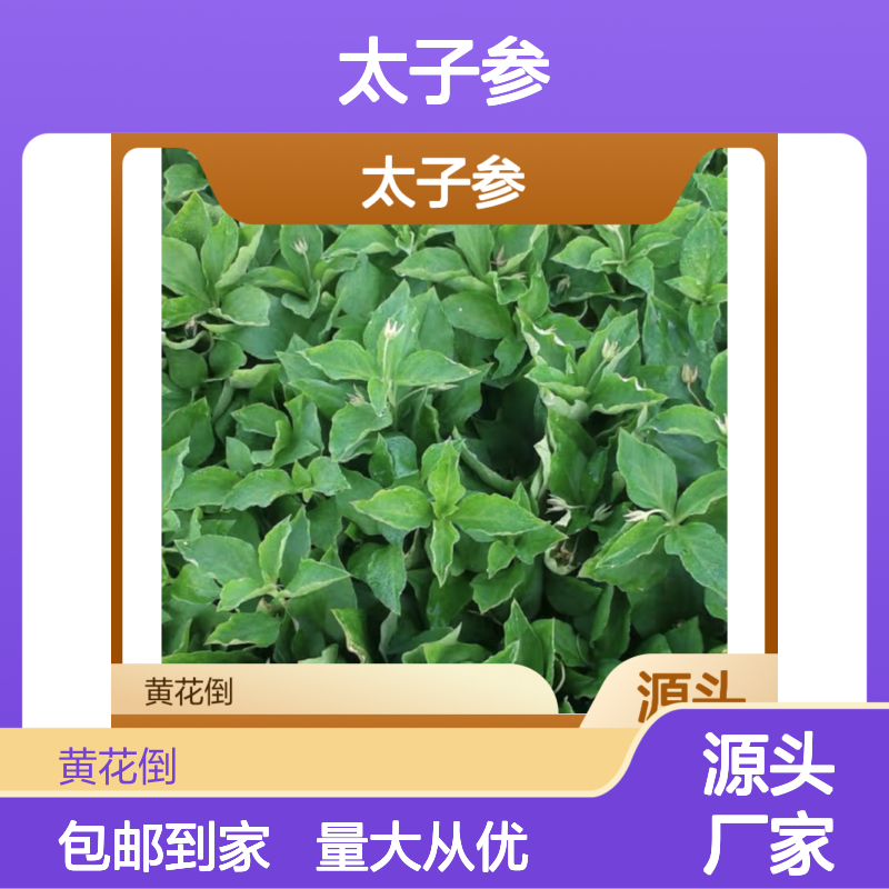 太子参种苗 基地直供 科学种植 高产优质 技术领先