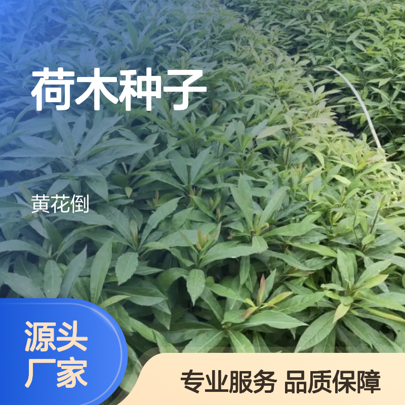 荷木种子 多种品种 适应亚热带气候 当年新收 农户直供