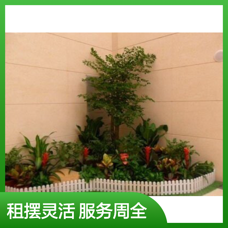 南韵竹风 绿植租摆养护服务 承接绿化工程 成活率高