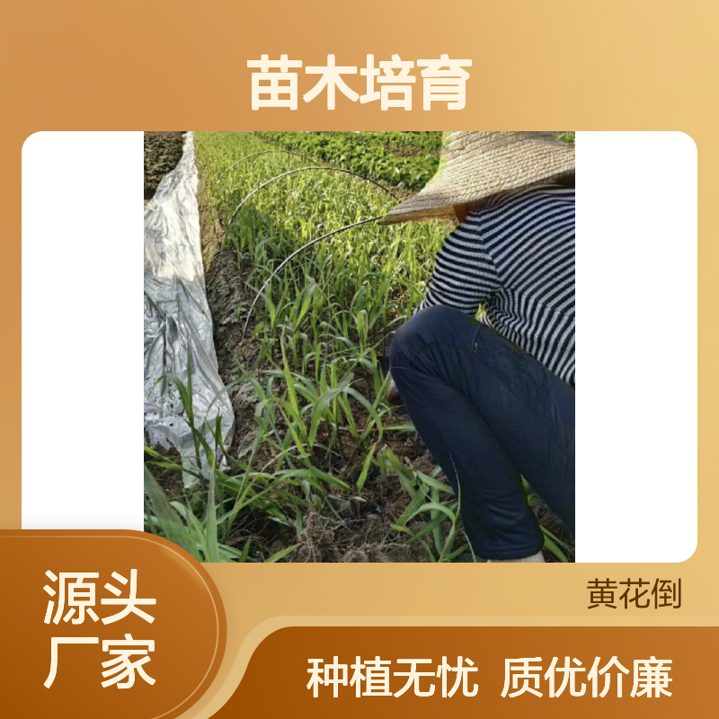 甘蔗种苗专业培育 产地一手货源供应 品质优良