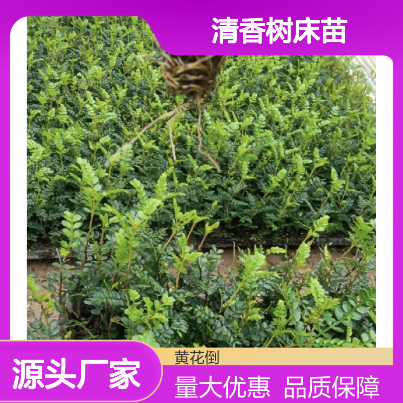清香树床苗 基地直发 品质纯正 种植指导 技术支持