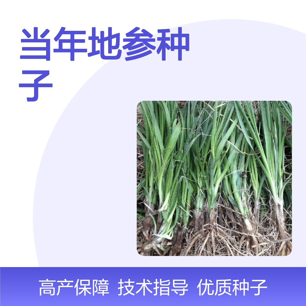 新采收当年地参种子 苗木合作社自营免费技术指导