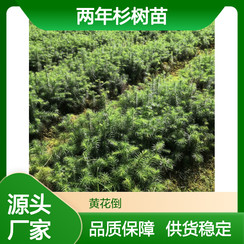 两年杉树苗 亚热带适用 乔木植物 生长快速 耐腐力强