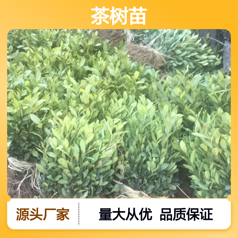 瑞香305茶树苗 批发种植 园林优选 基地直供 专业培育