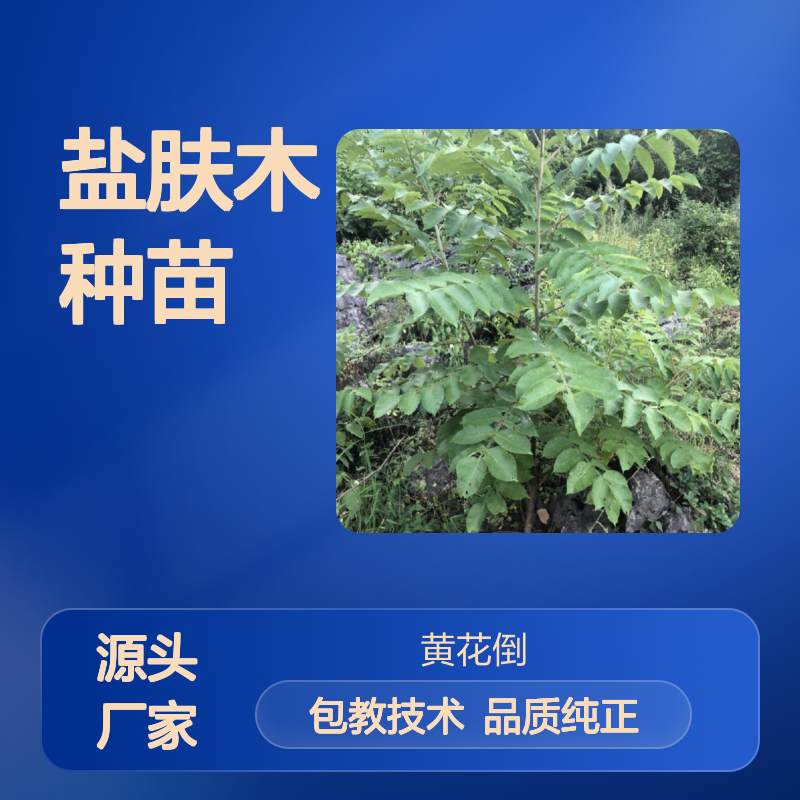 常年基地供应盐肤木种苗 基地直发包教种植管理技术品质纯正可票