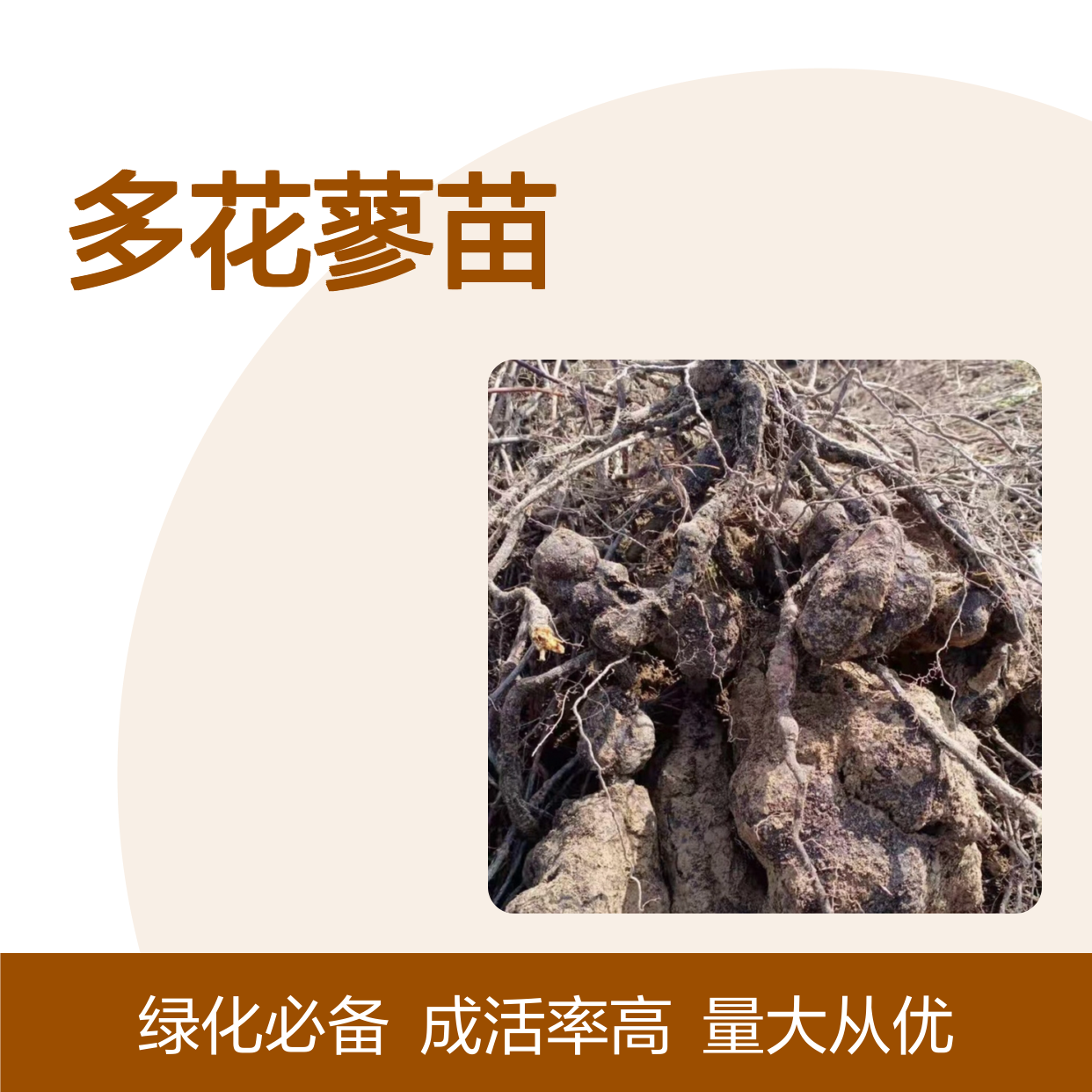 多花蓼苗 批发供应 分株繁殖 生长旺盛 易于管理
