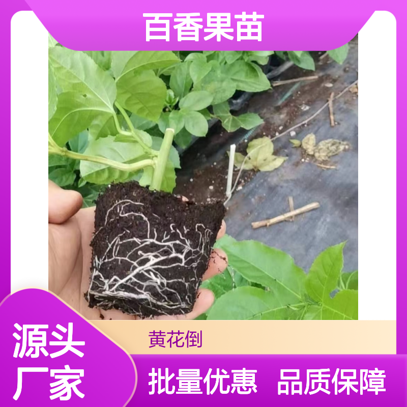 精选百香果苗 种植园直供 果苗健壮易成活 高产稳产