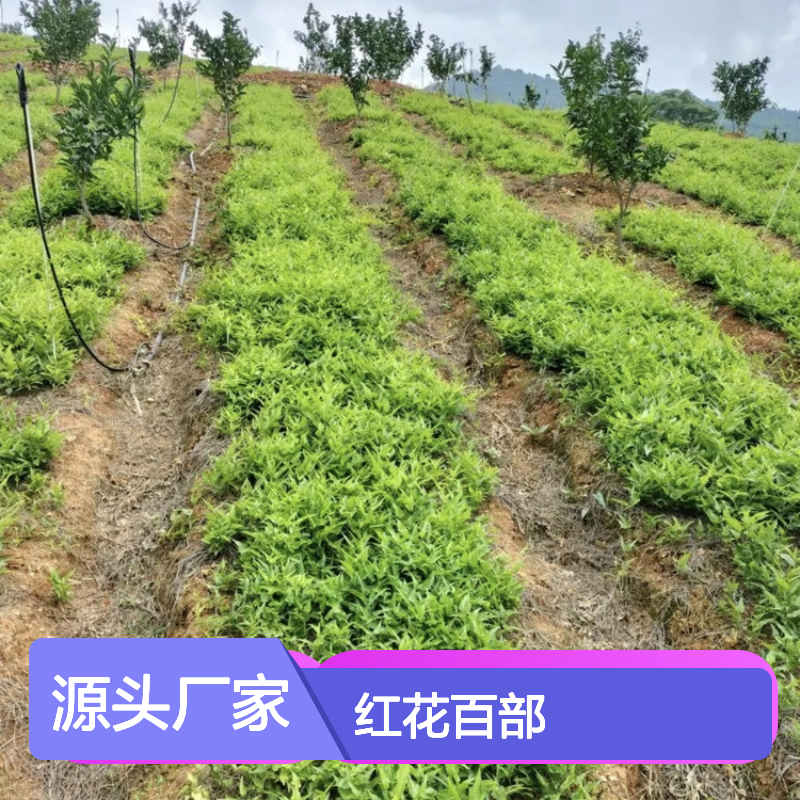 红花百部种苗 中药材种植基地优选 专业培育 技术领先