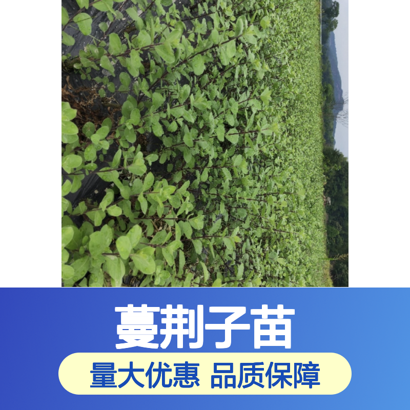蔓荆子苗 种植园直供 批发零售 技术成熟 适应性强