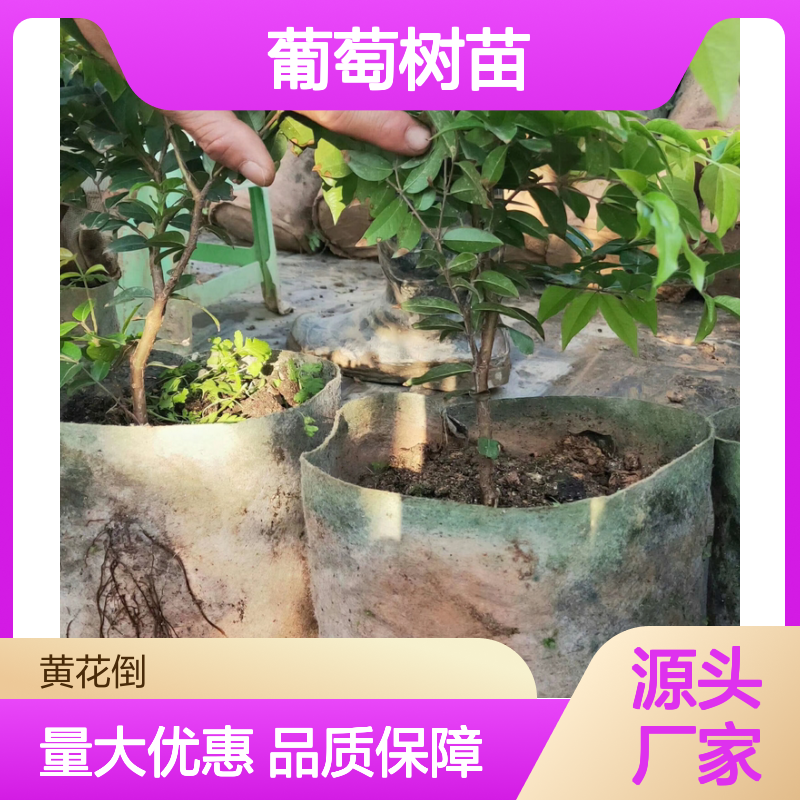 树葡萄树苗 基地直供 嫁接苗果树 技术支持 适应性强
