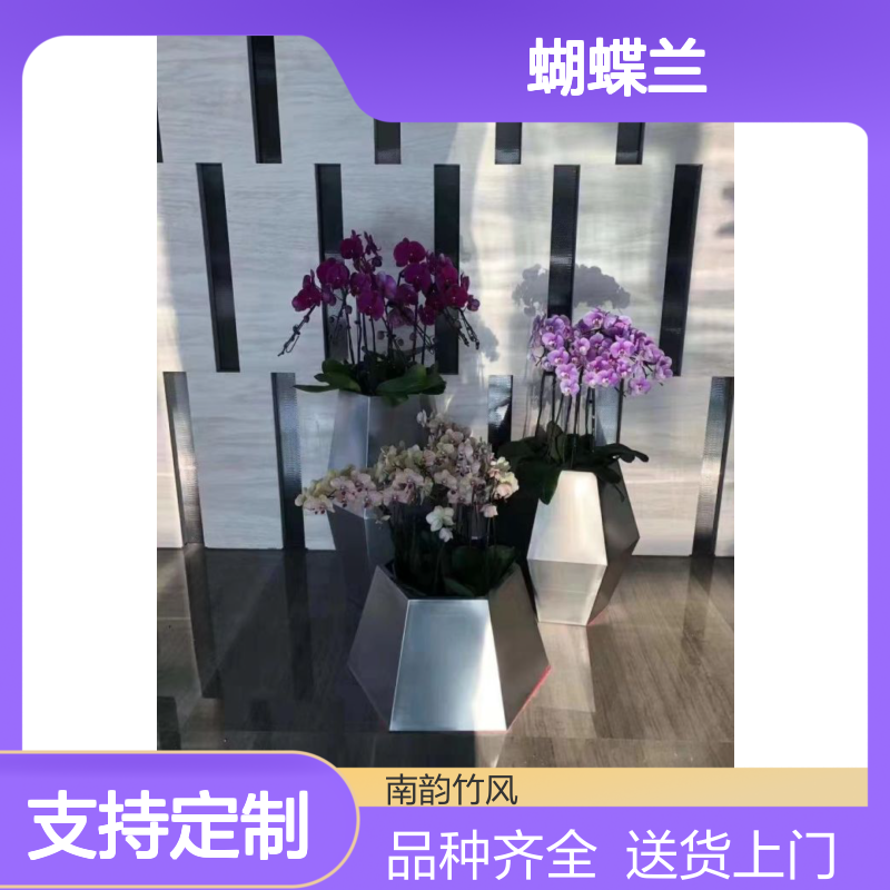 南韵竹风 蝴蝶兰基地种植 春节花卉盆栽 送货上门 品种齐全