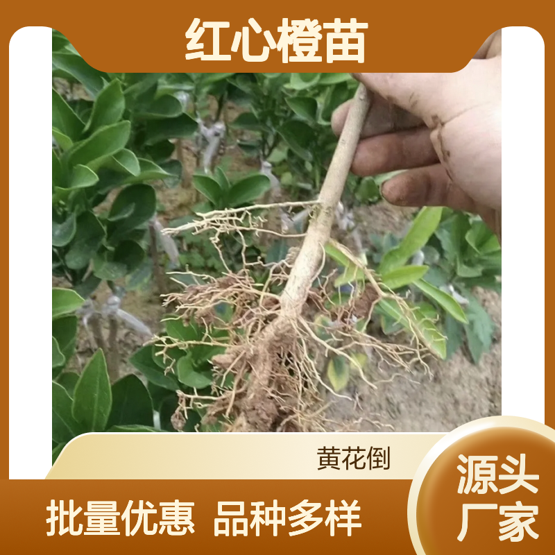 批发红心橙苗 种植主产区优选 成活率高 管理简单