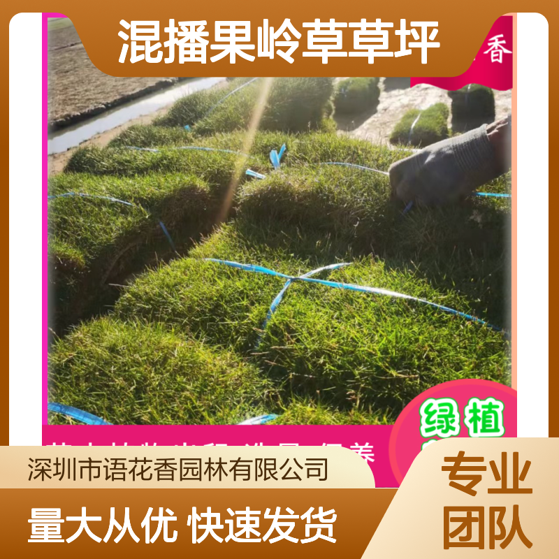 混播果岭草草坪 种植草皮 暖季型园林小区绿化优选 抗踩踏性强