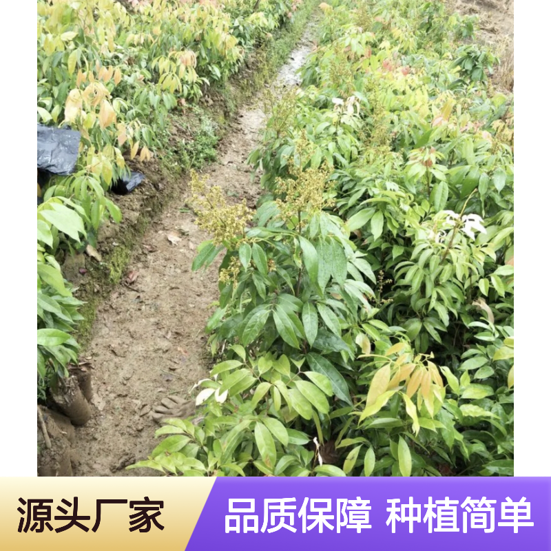 蜜丁香荔枝树苗 优质果苗 产地直供 易于管理 适应性强