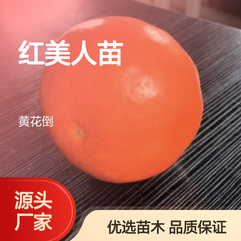 红美人苗 基地直供 优质果树苗木 抗寒性强 连续丰产