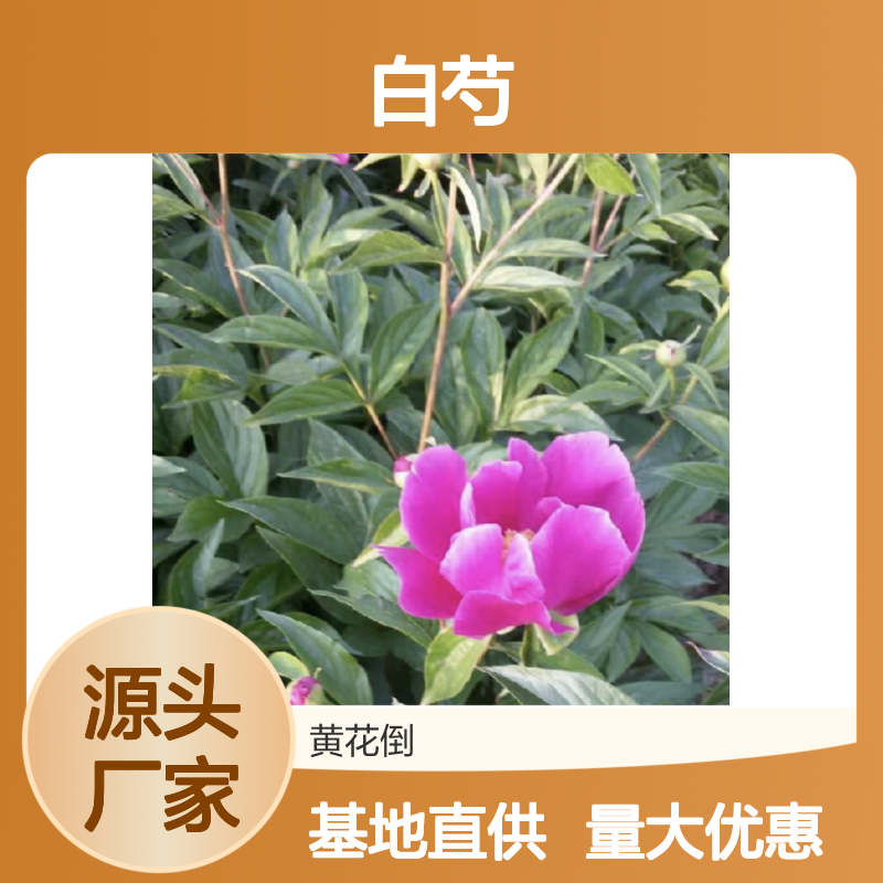 白芍小苗批发 基地直供中草药苗 种植技术成熟