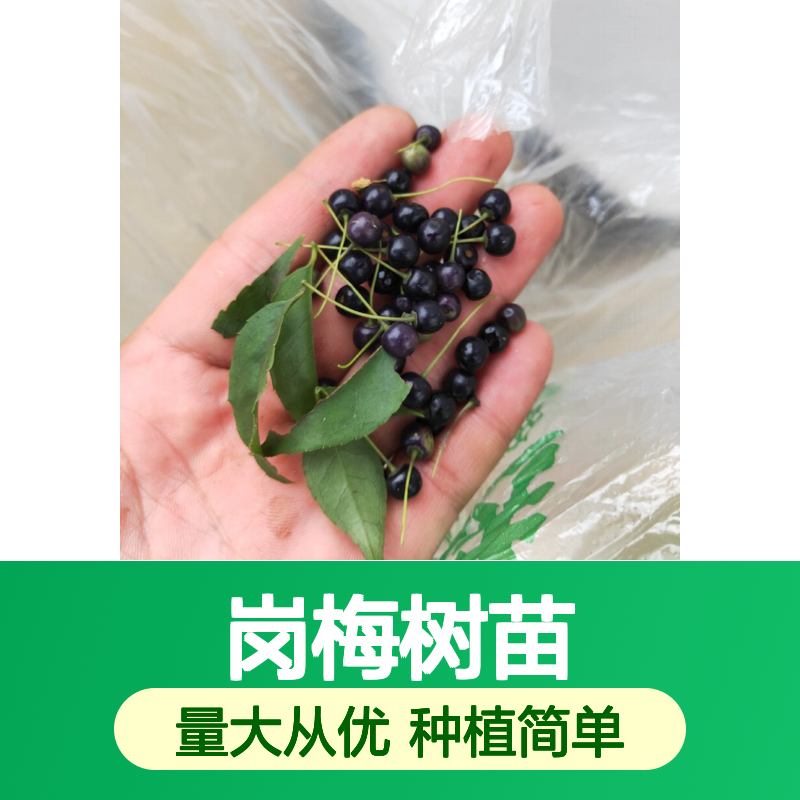 岗梅树苗 落叶灌木 白色皮孔 特色种植 品质优良