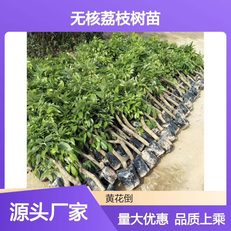 无核荔枝树苗 批发基地直供 园林优选 果肉香美