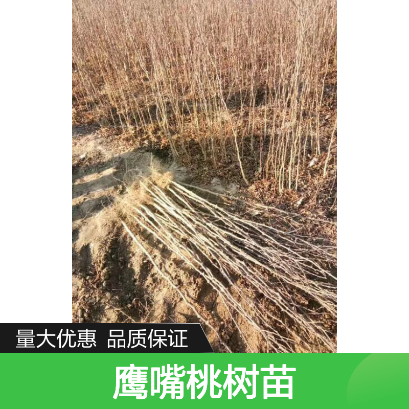 鹰嘴桃树苗 批发种植优选 果肉饱满 生长迅速 适应性强