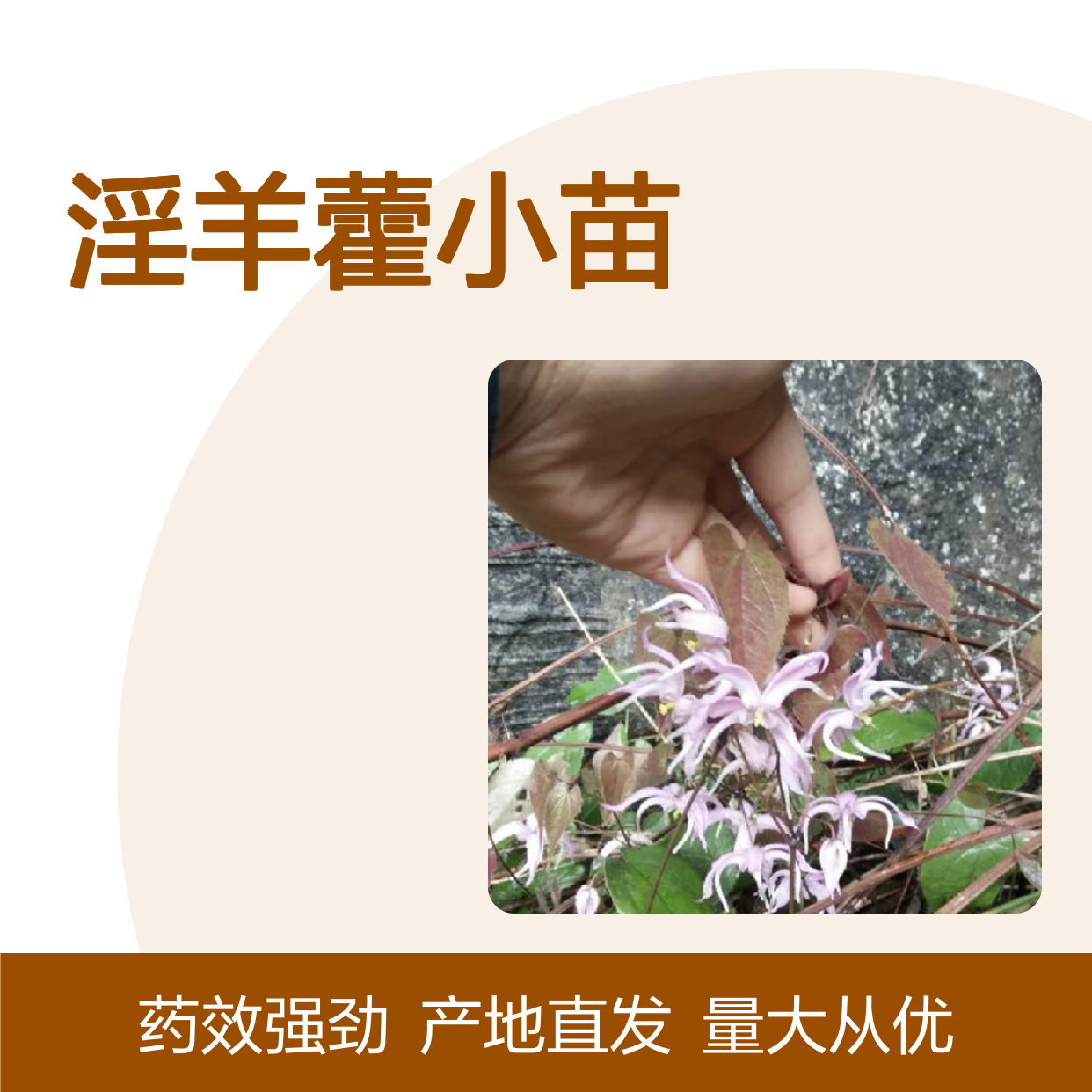 淫羊藿小苗 多年生草本 批发出售 态幅度大 药效强劲